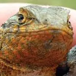 Rubens Ozorio Leao portrait